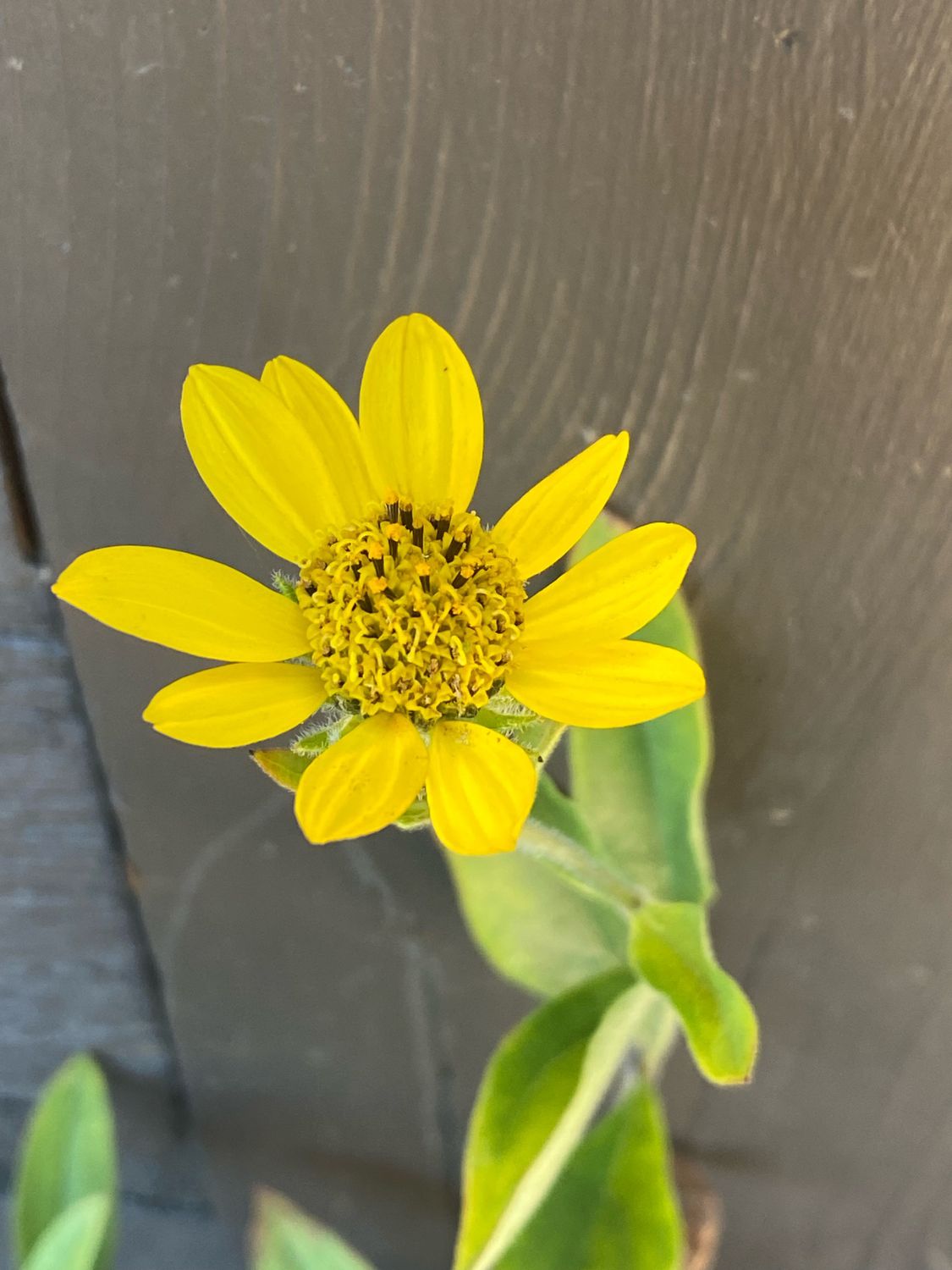 Helianthella uniflora - Rocky Mountain Helianthella