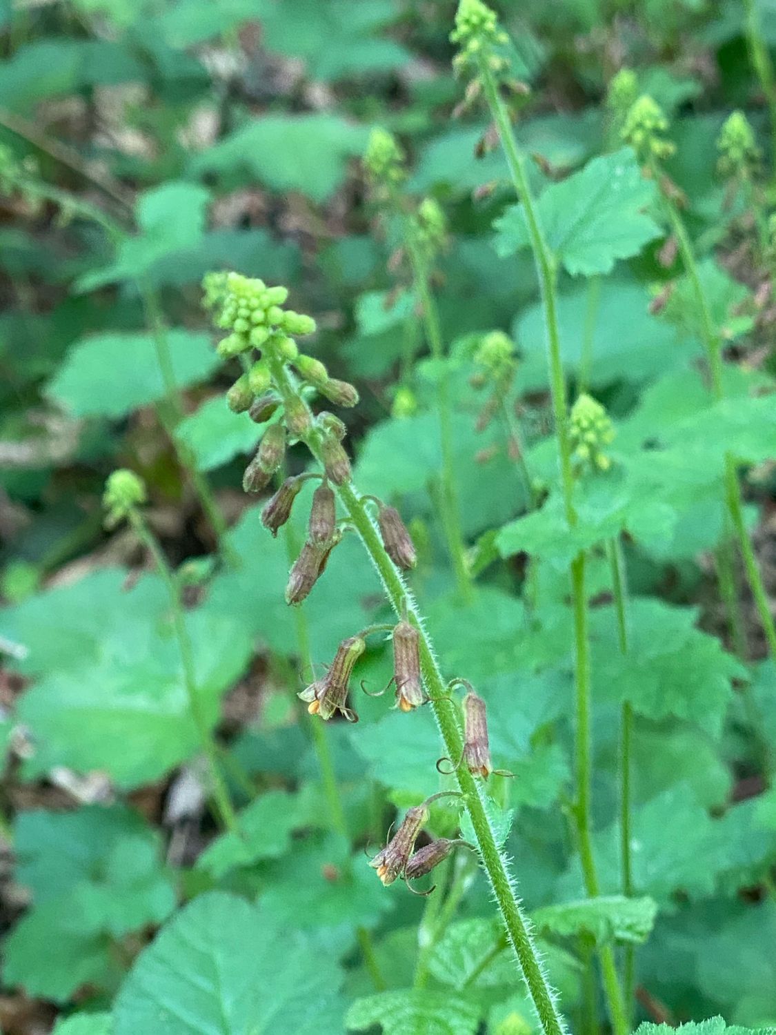 Tolmiea menziesii - Piggyback Plant