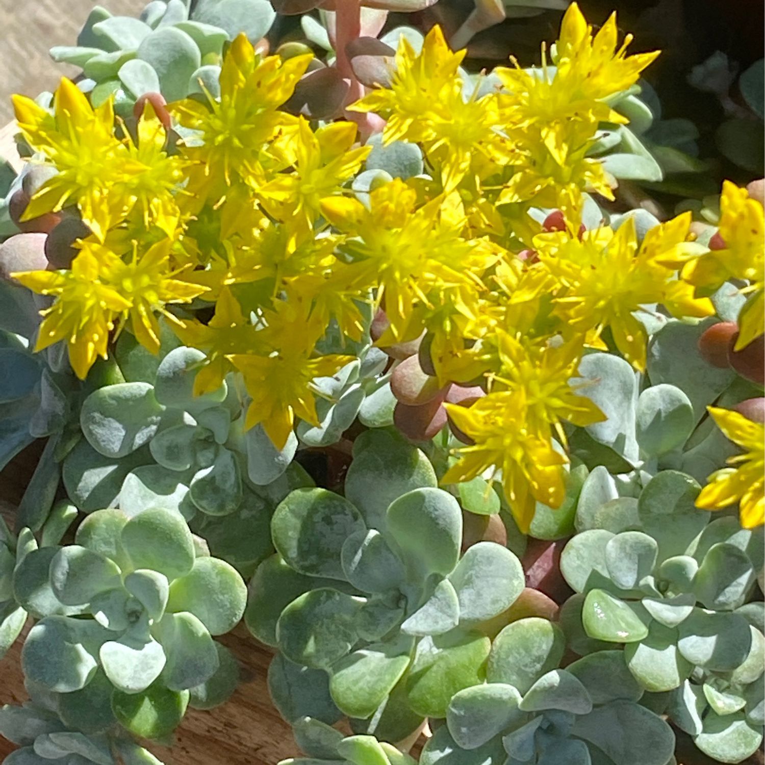 Sedum spathulifolium - Broad-Leaf Stonecrop