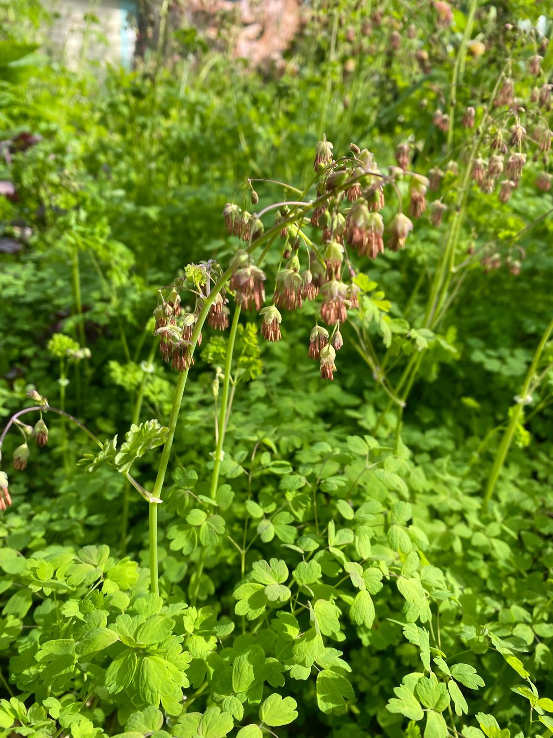 Thalictrum occidentale - Western Meadow Rue
