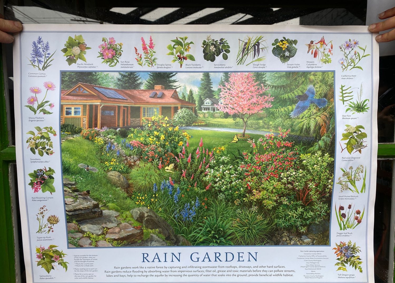 Rain Garden Poster