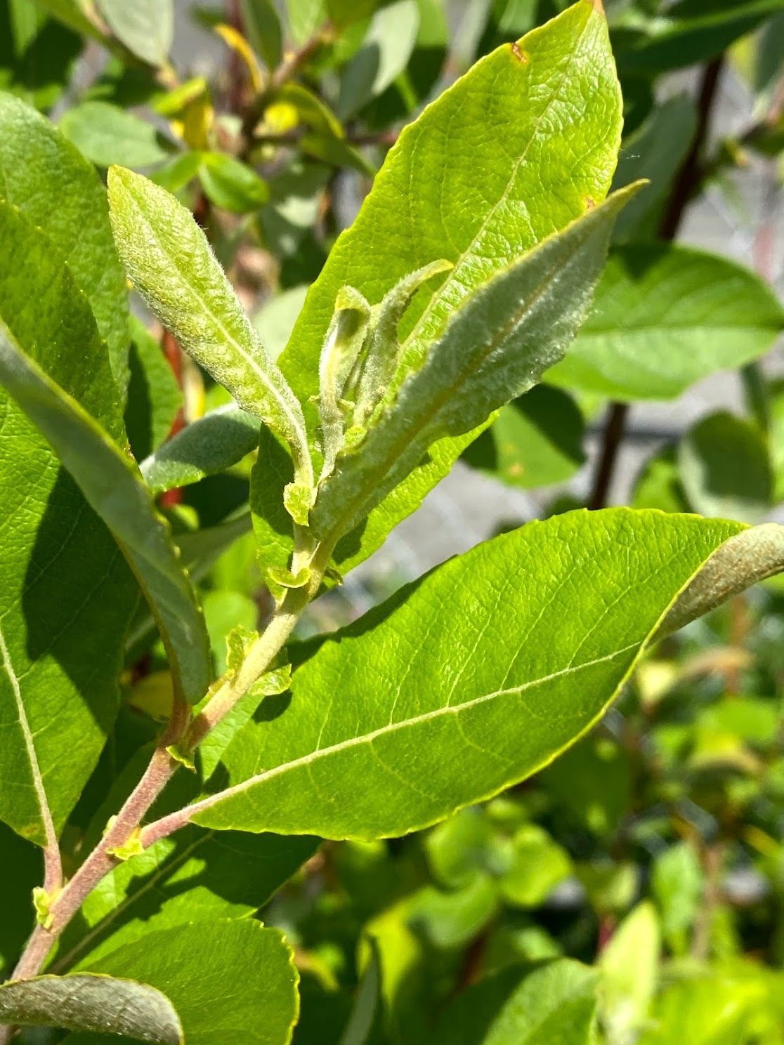 Salix scouleriana - Scouler&#39;s Willow
