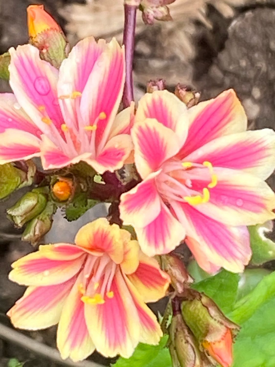 Lewisia cotyledon - Siskiyou Lewisia