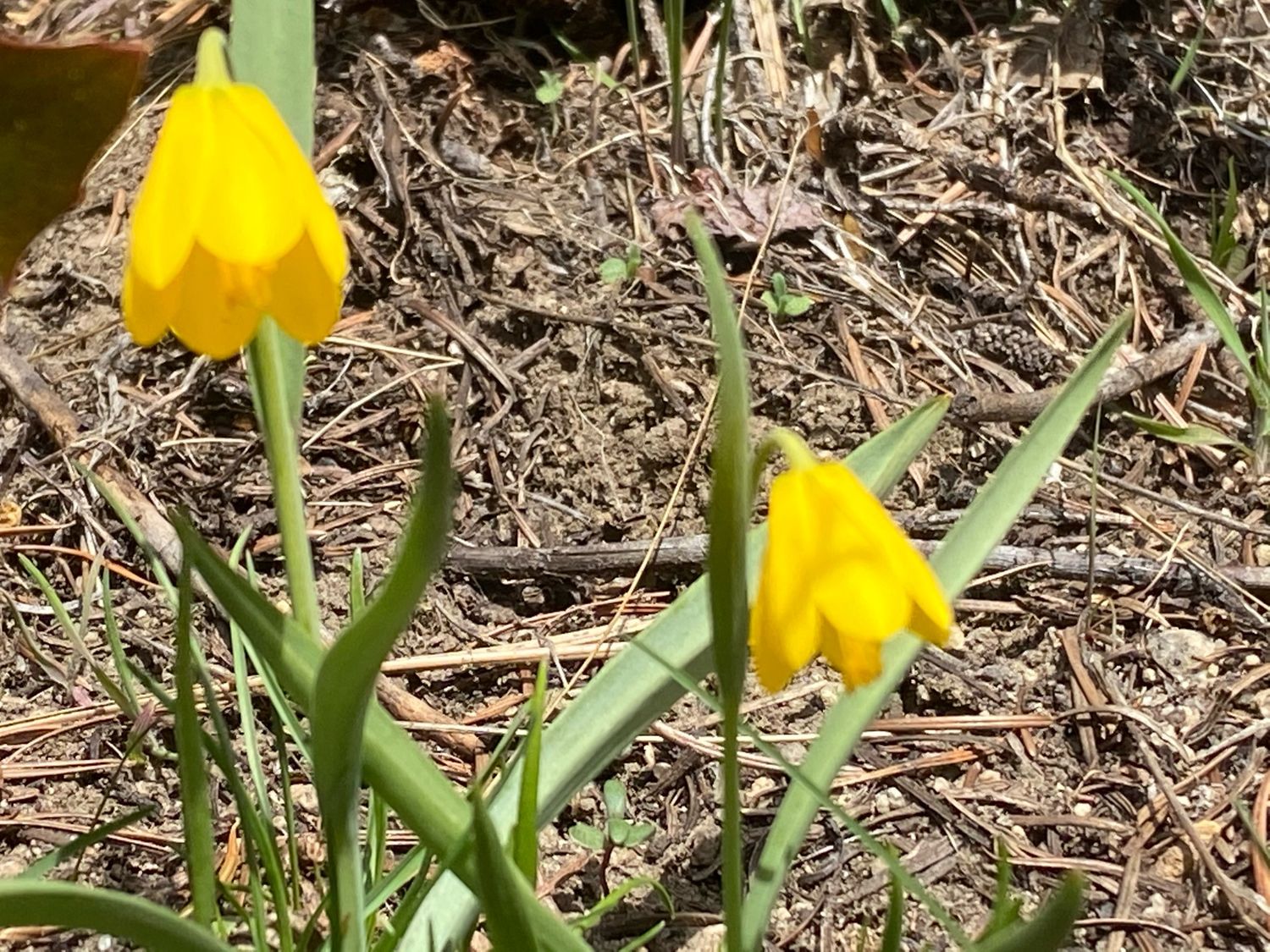 Fritillaria pudica - Yellow Bells