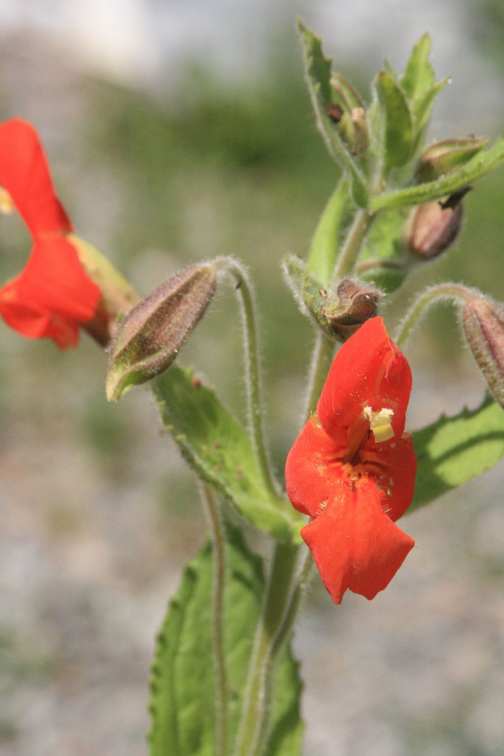 Erythranthe (Mimulus) cardinalis - Scarlet Monkey Flower