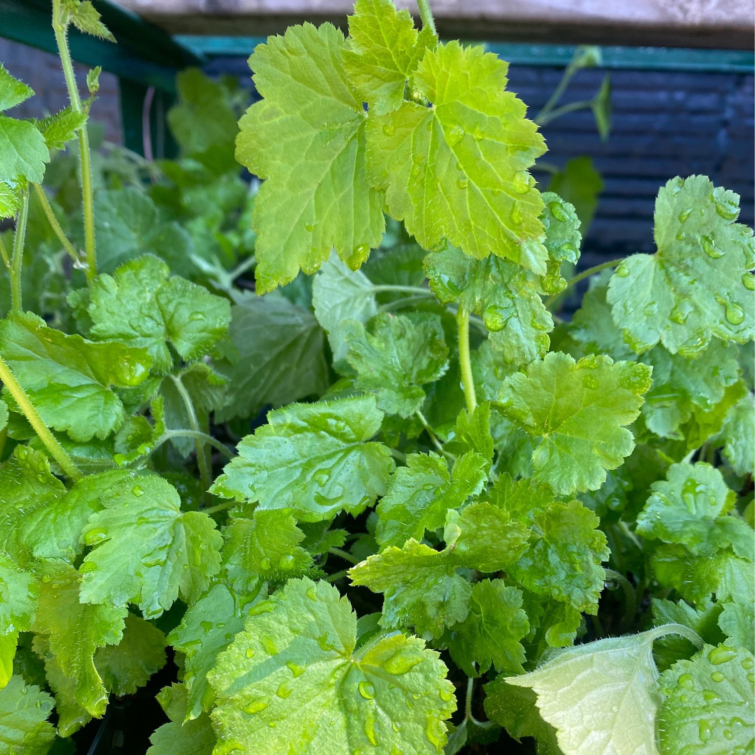 jute plant Egyptian Spinach Jute Plant Seeds Corchorus Olitorius Molokhia, Ewedu, Jute,  Saluyot Organic Garden Seeds – Pure Asia Seeds