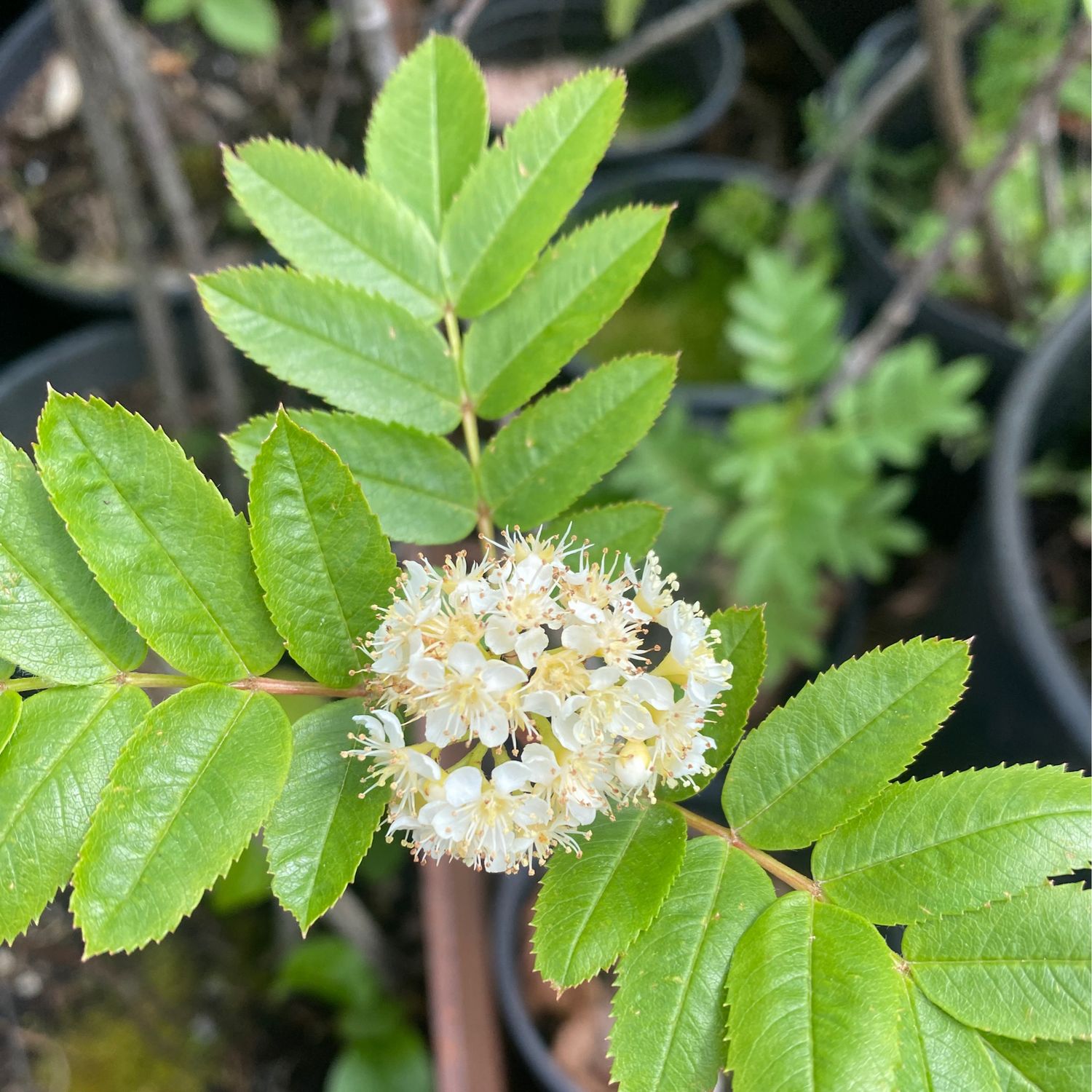 Sorbus scopulina - Western Mountain Ash