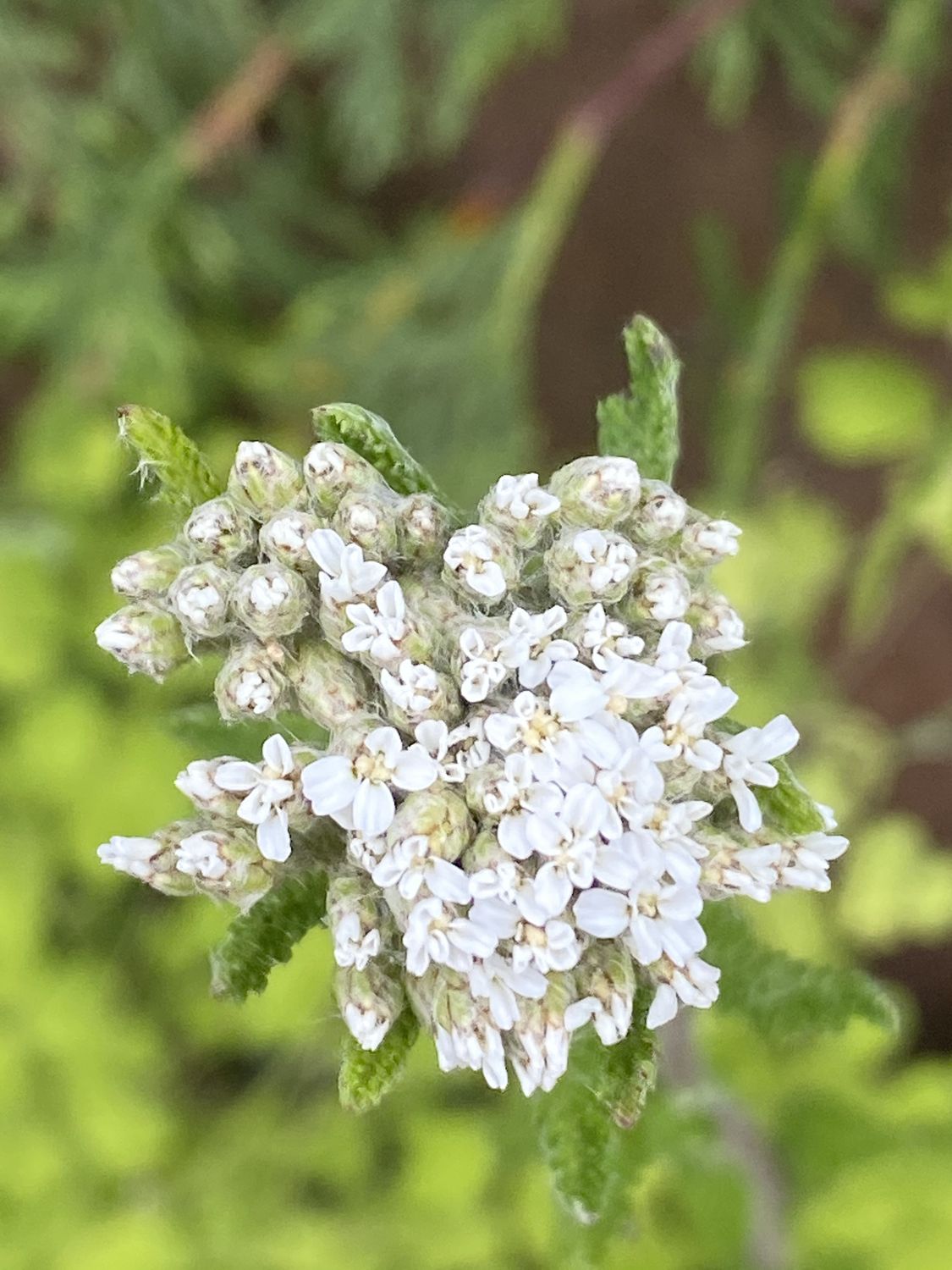 Achillea millefolium - Common Yarrow
