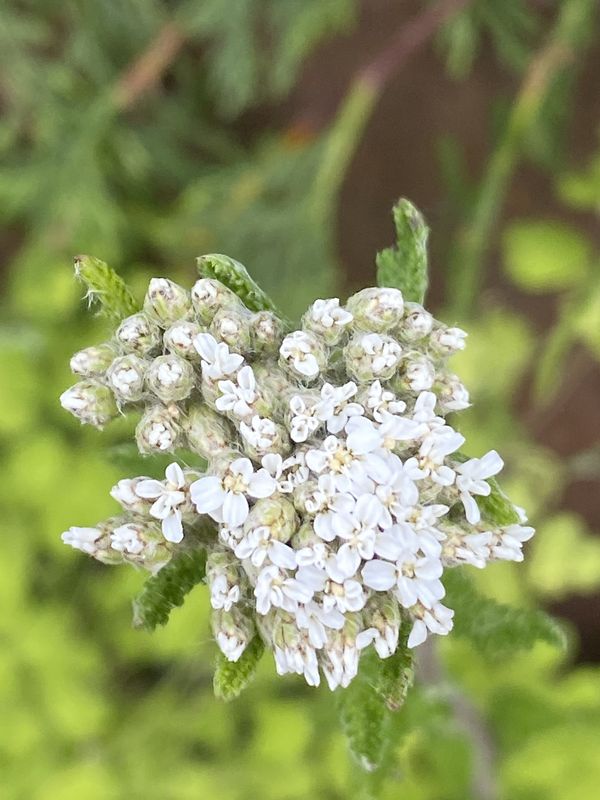 Achillea millefolium - Common Yarrow