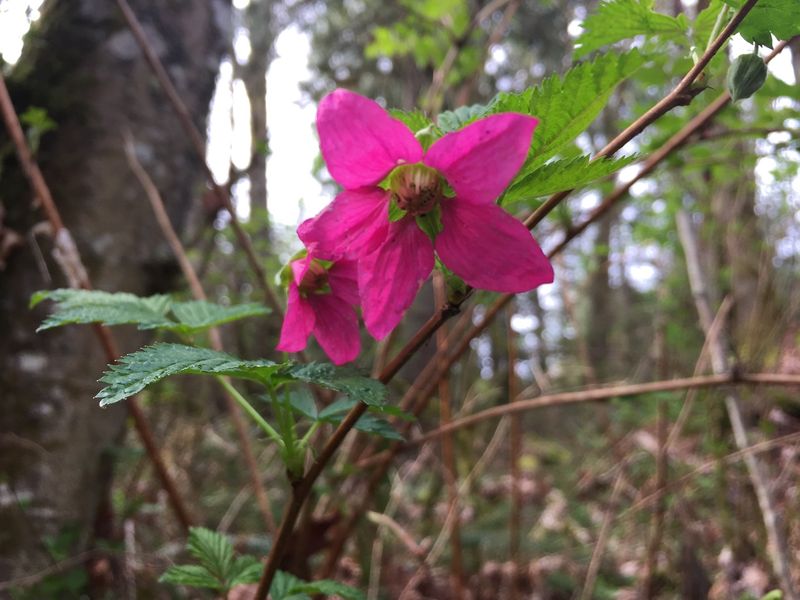 Rubus spectabilis - Salmonberry