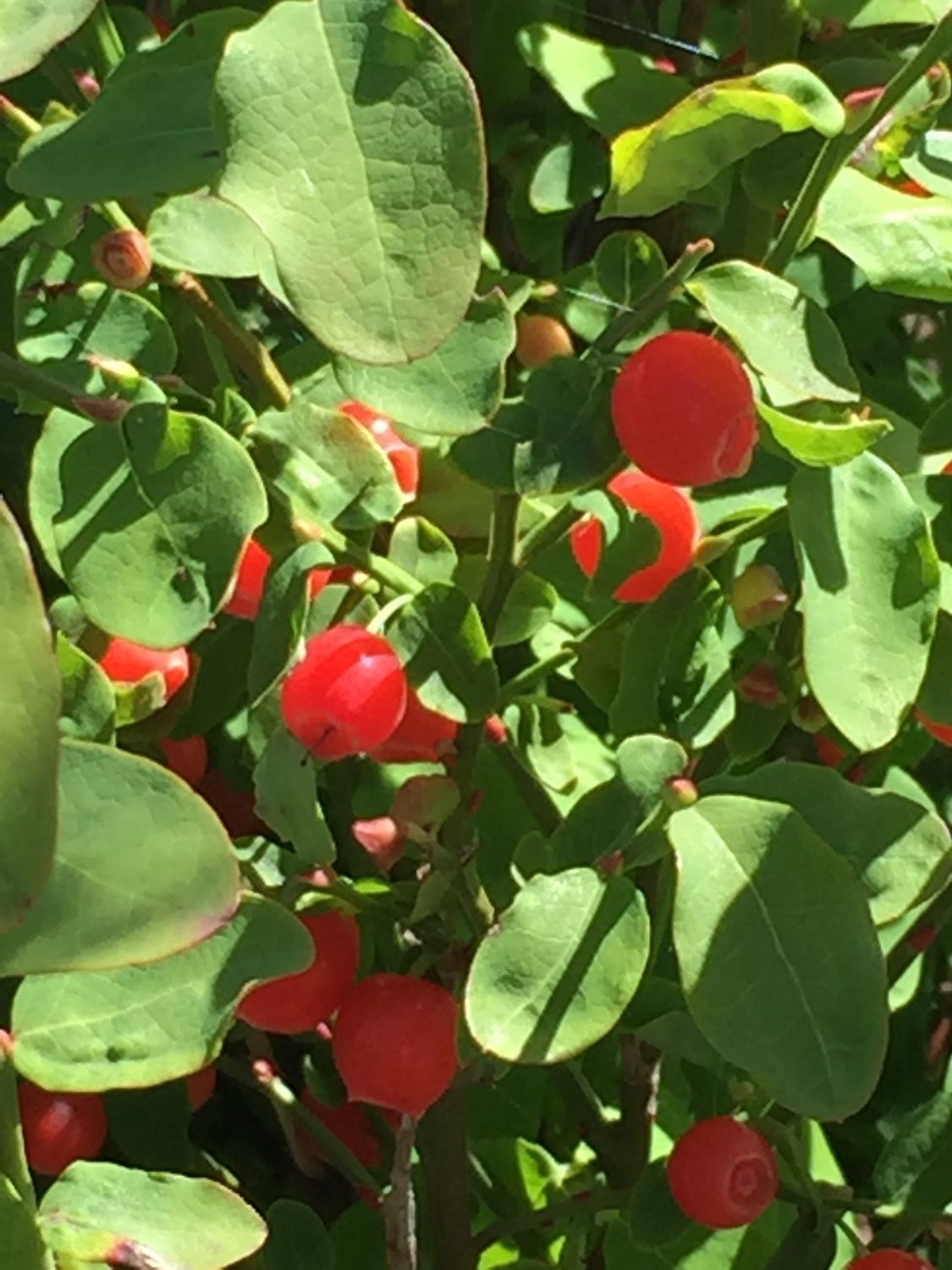 Vaccinium parvifolium - Red Huckleberry