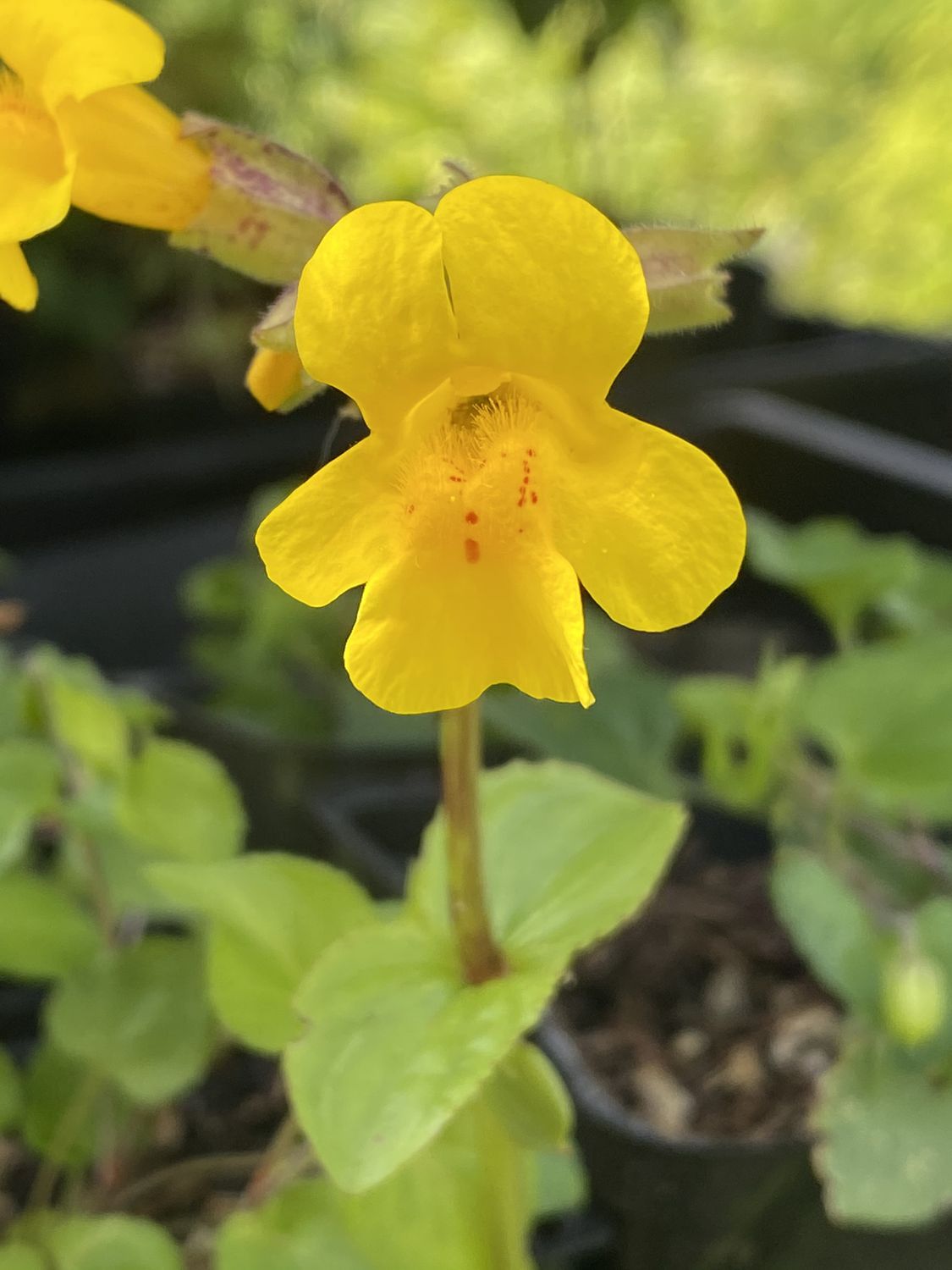 Erythranthe (Mimulus) guttata - Yellow Monkey Flower