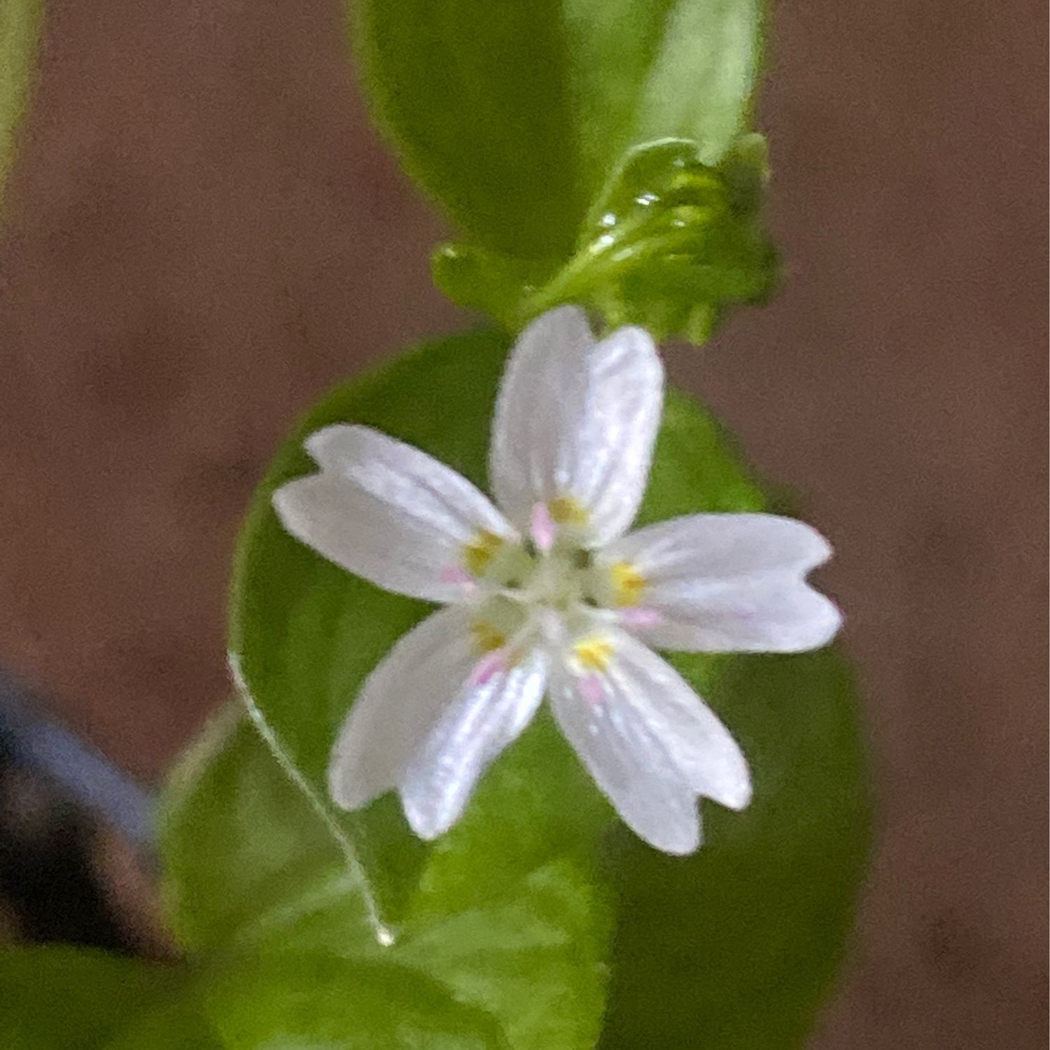 Claytonia sibirica - Candyflower