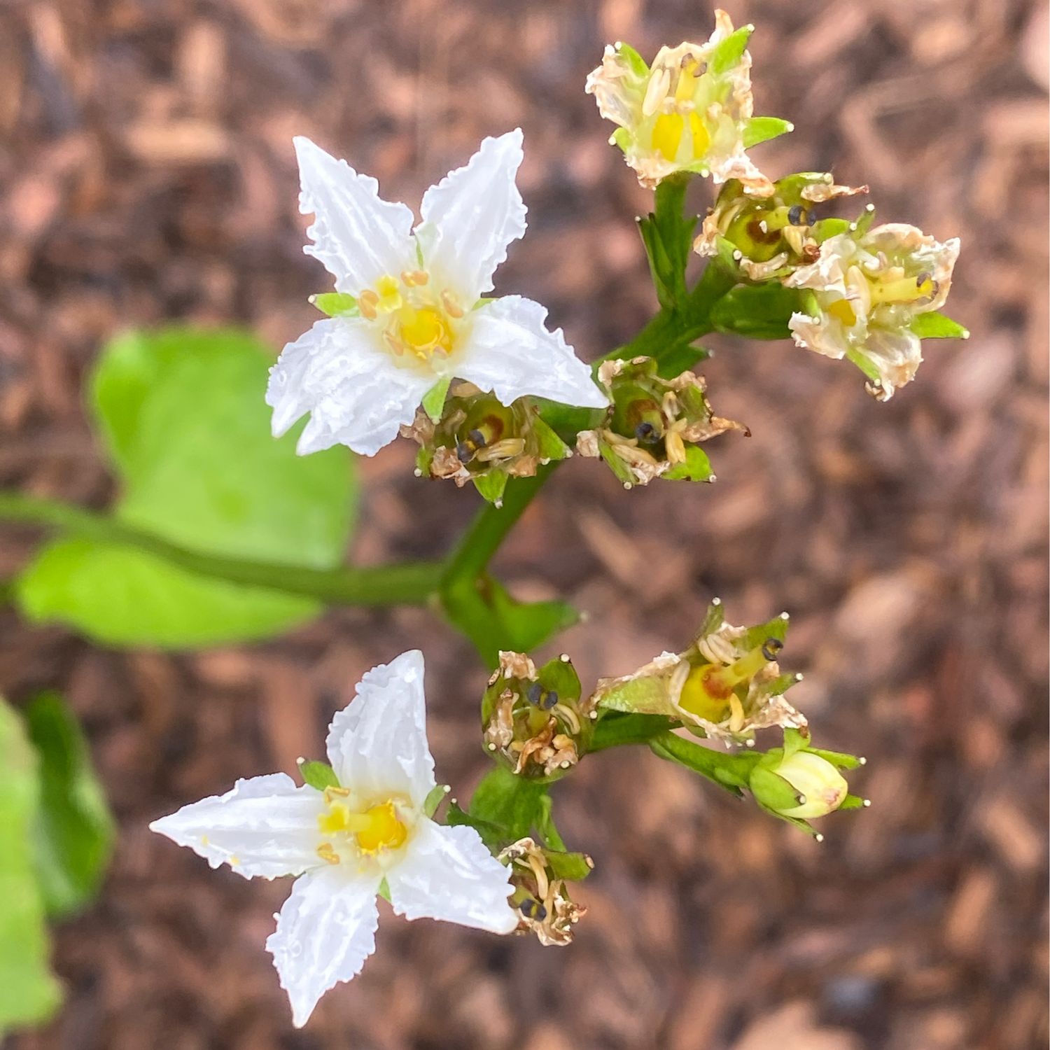 Nephrophyllidium crista-galli - Deer Cabbage