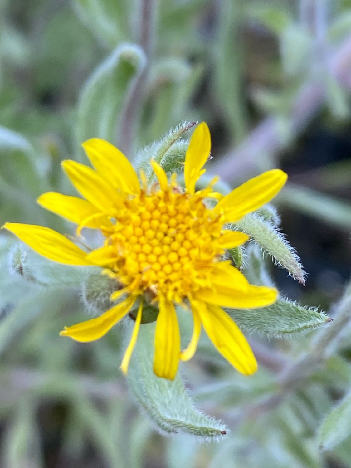 Heterotheca villosa - Hairy Goldaster