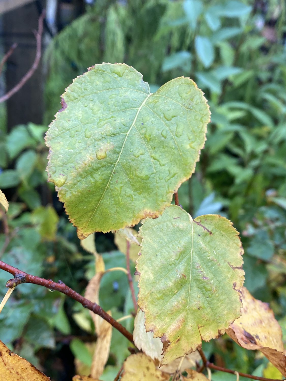 Betula papyrifera - Paper Birch