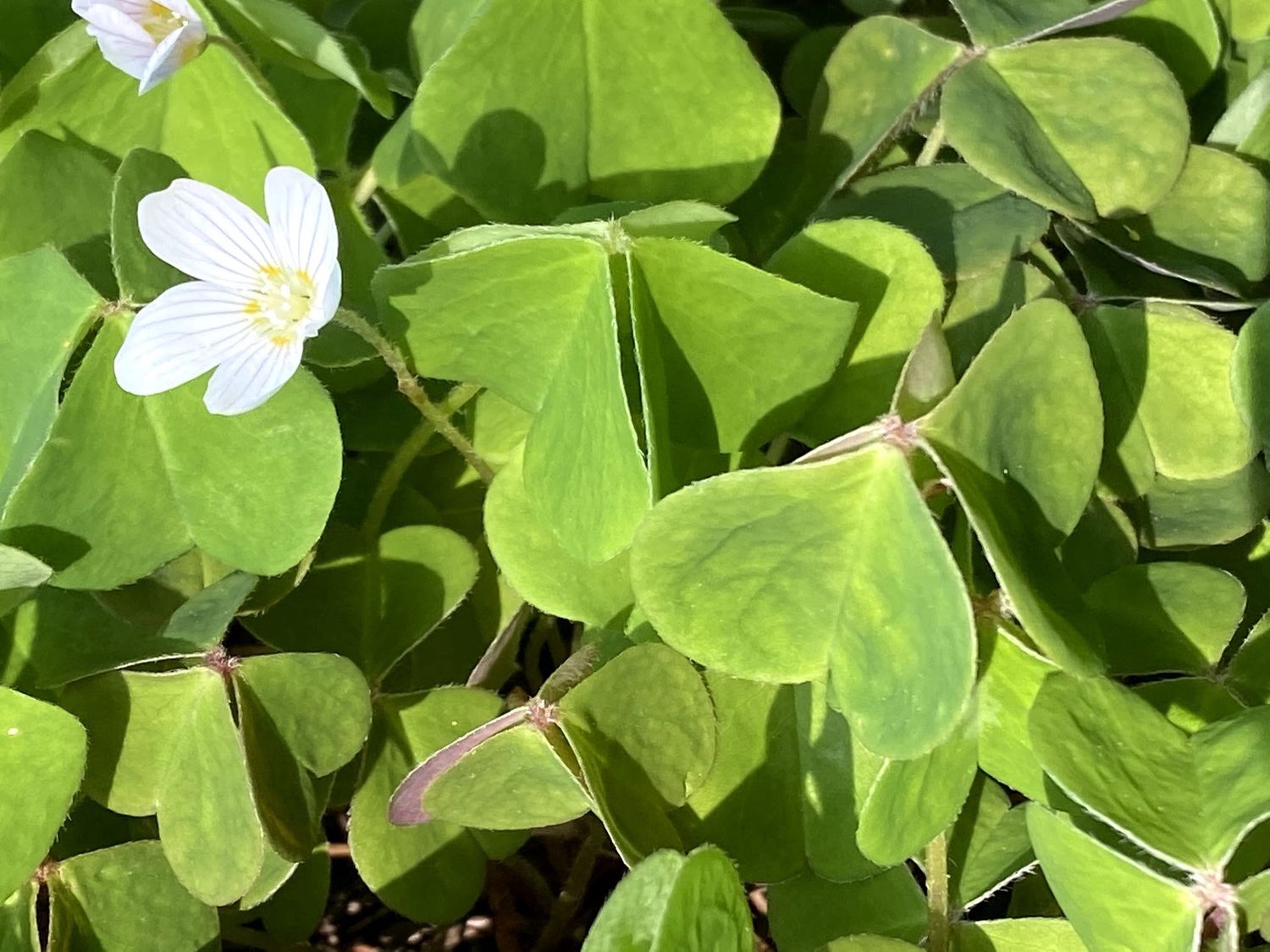 Oxalis oregana - Redwood Sorrel