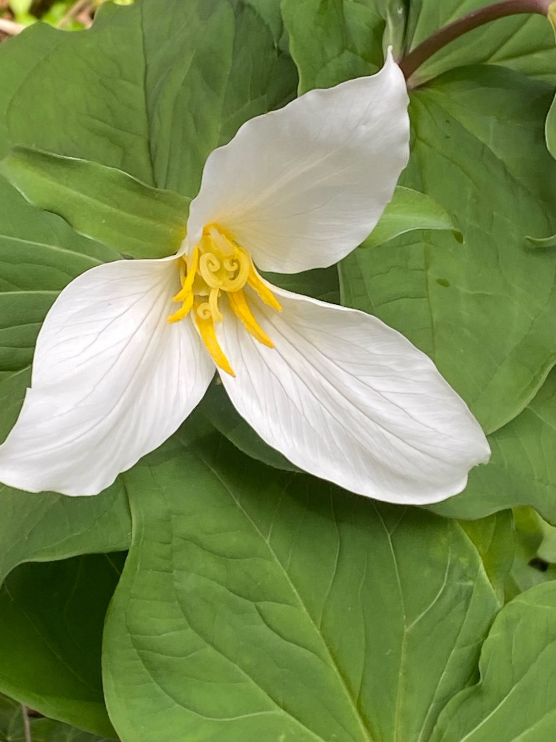 Trillium ovatum - Western Trillium