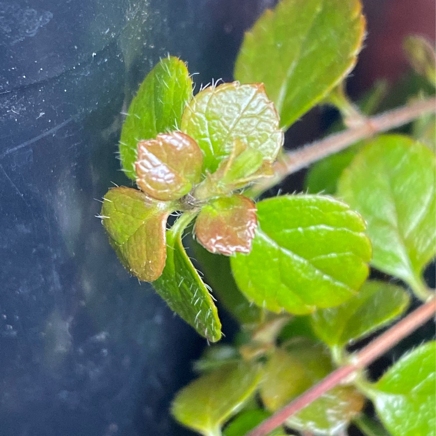 Linnaea borealis - Twinflower