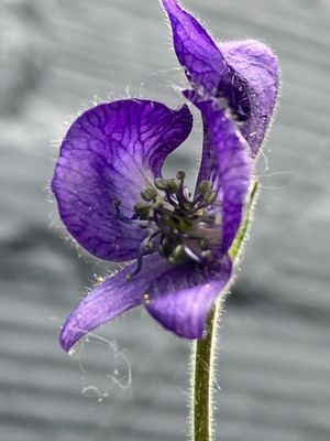 Aconitum columbianum - Columbian Monkshood