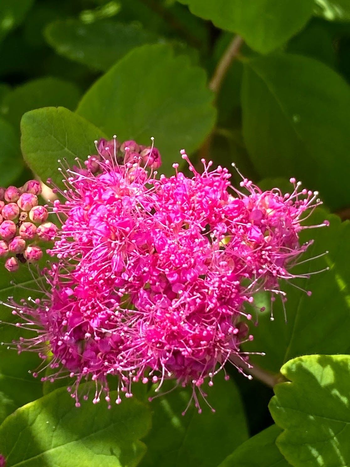 Spiraea splendens (densiflora) - Rose Spiraea, or Meadowsweet