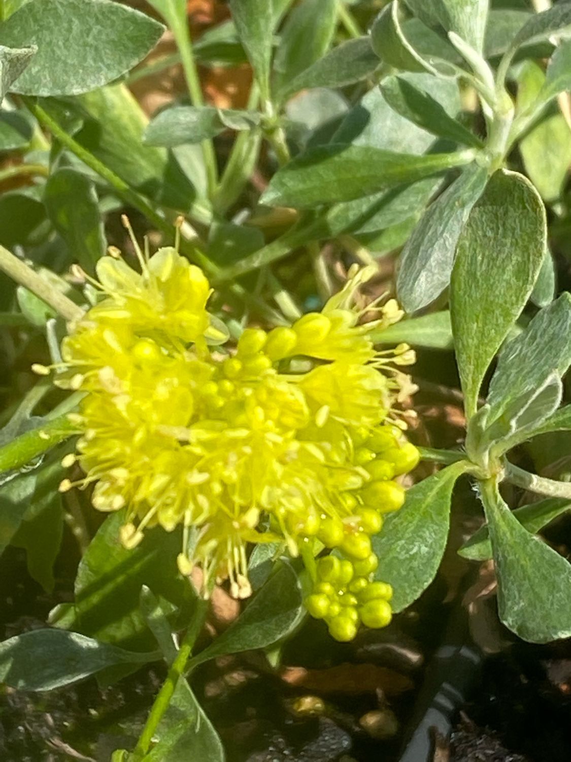 Eriogonum umbellatum - Sulfur Buckwheat