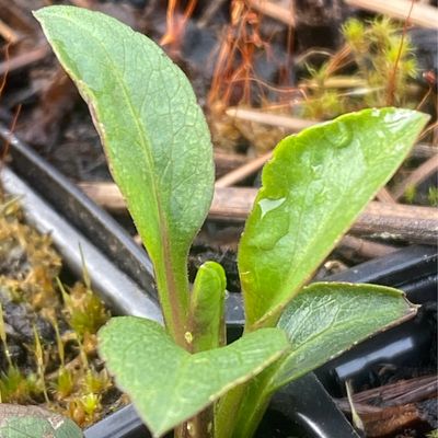 Canadanthus modestus - Great Northern Aster