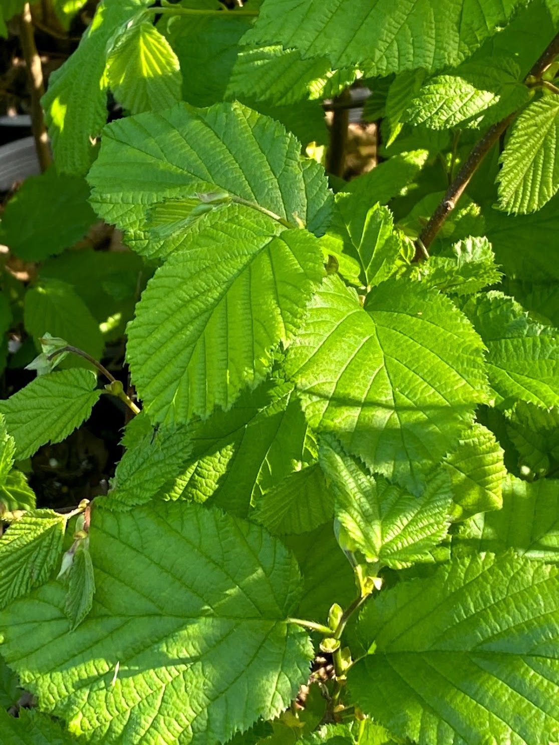 Corylus cornuta - Beaked Hazelnut
