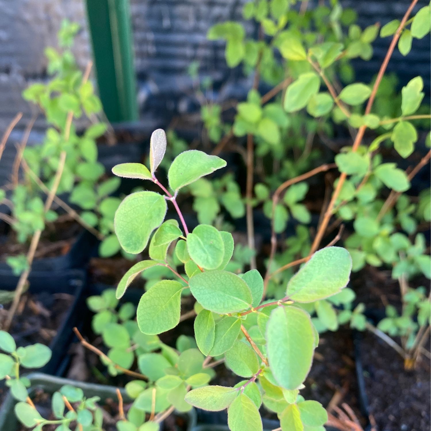 Symphoricarpos mollis - Creeping Snowberry