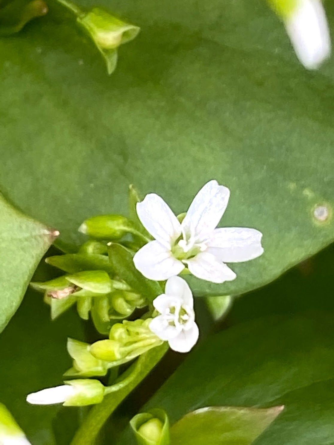 Claytonia perfoliata - Miner&#39;s Lettuce