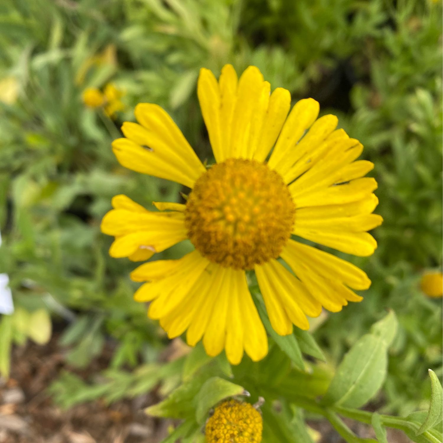 Helenium autumnale - Mountain Sneezeweed