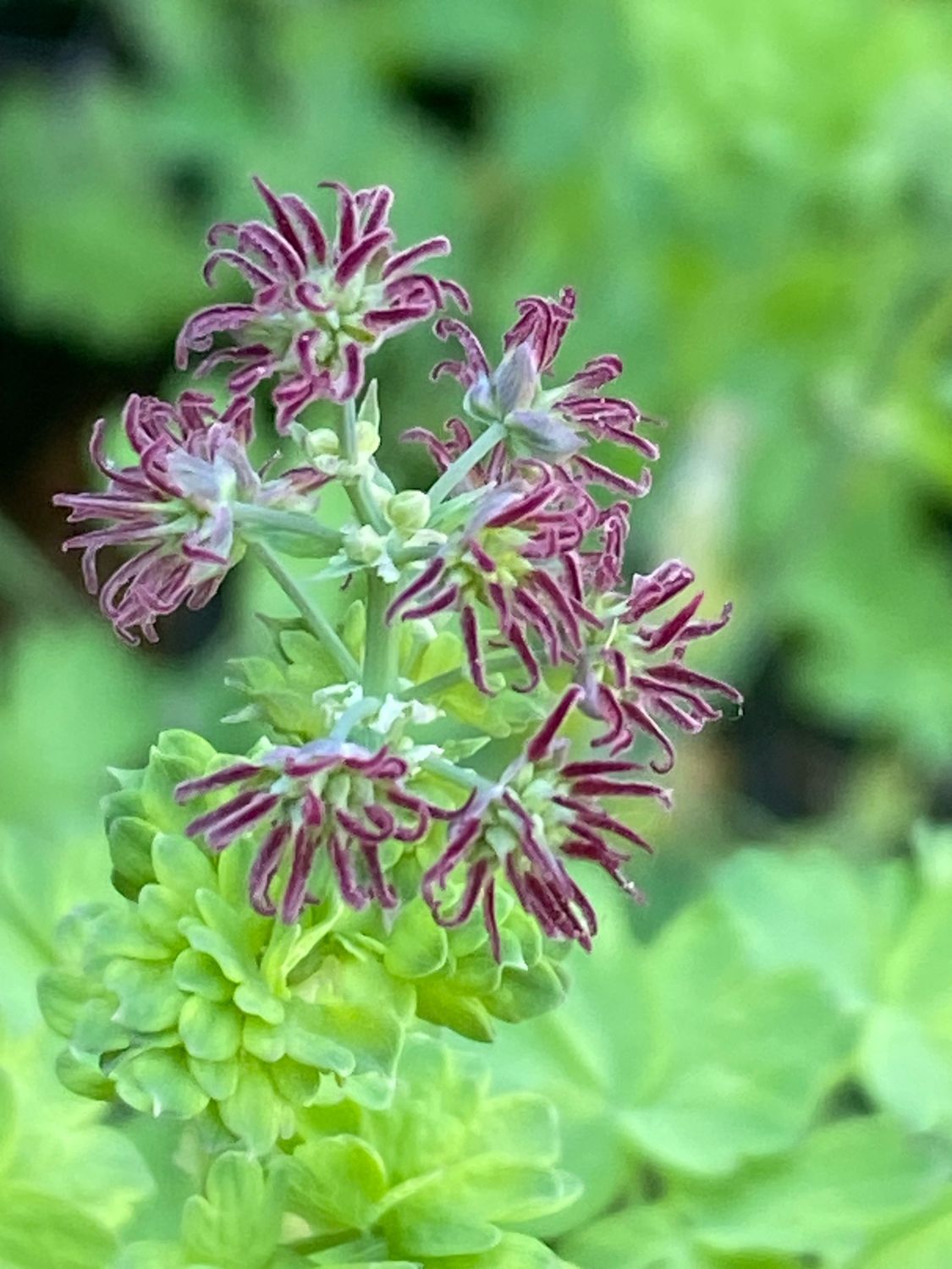 Thalictrum polycarpum - Tall Western Meadow Rue