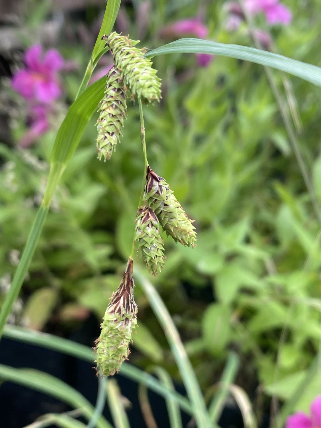 Carex lyngbyei - Lyngbye&#39;s Sedge