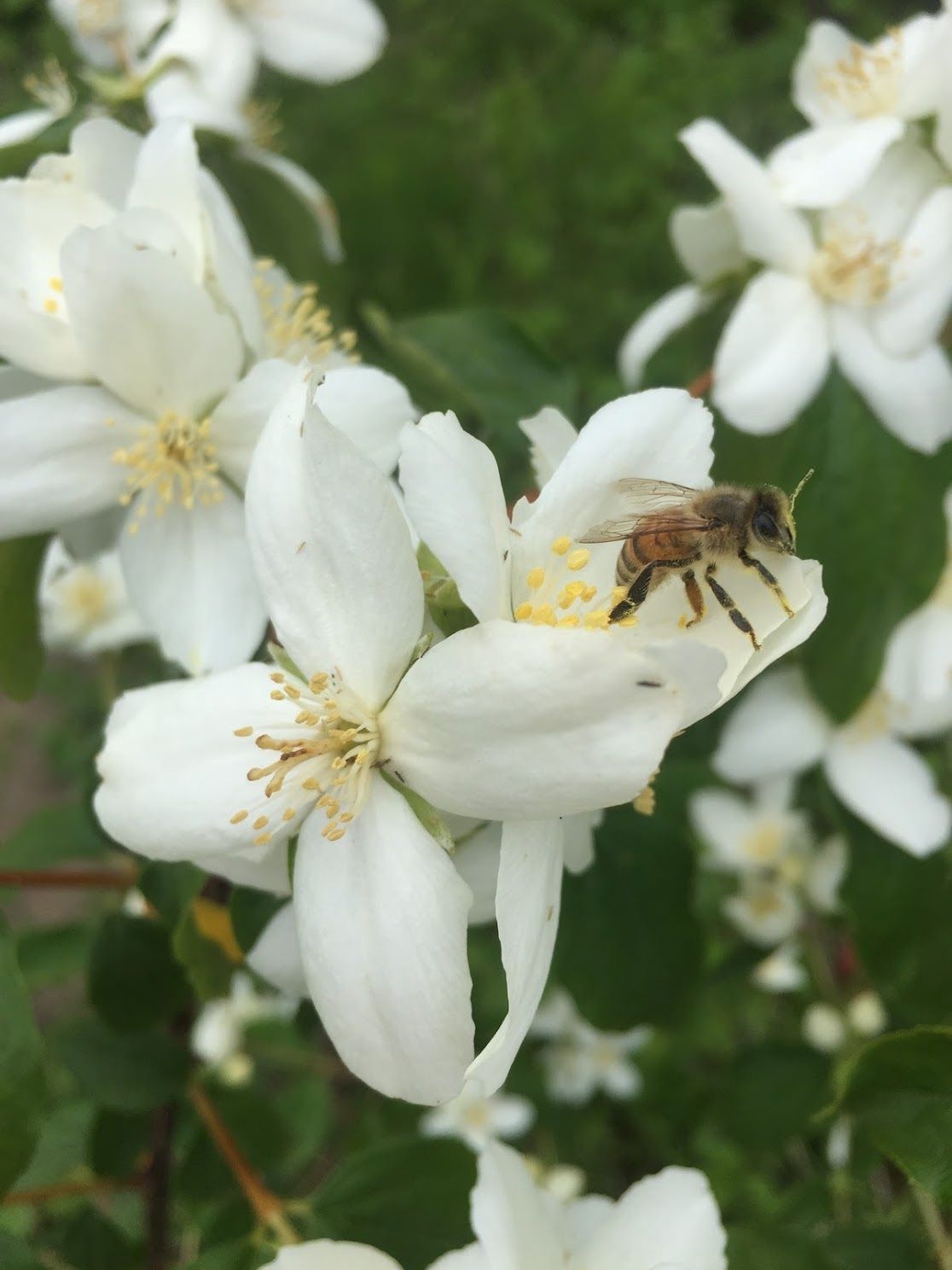 Philadelphus lewisii - Lewis&#39; Mock Orange