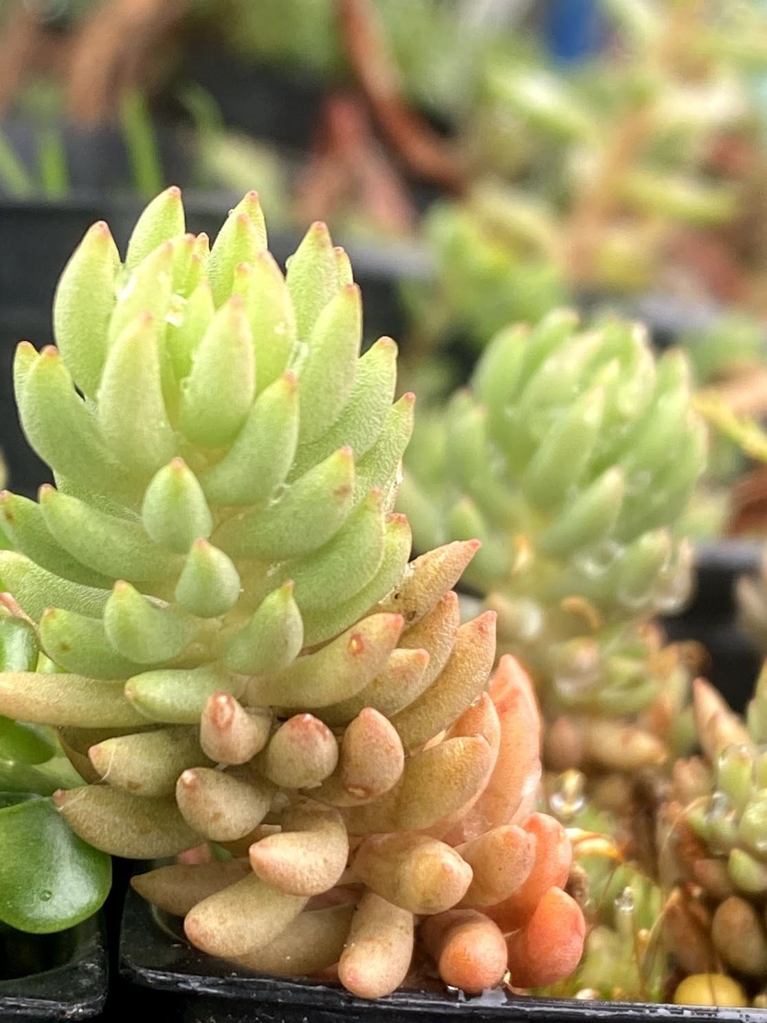 Sedum lanceolatum - Lance-leaf Stonecrop