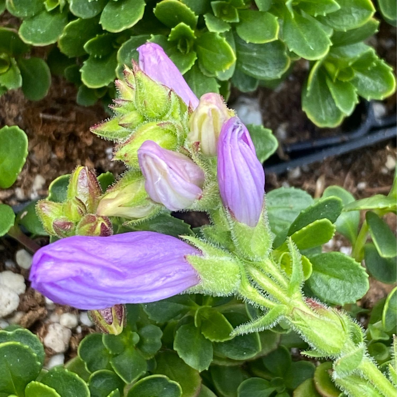 Penstemon davidsonii - Davidson&#39;s Penstemon