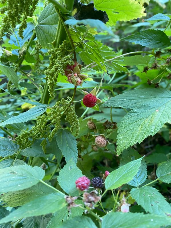 Rubus leucodermis - Blackcap Raspberry