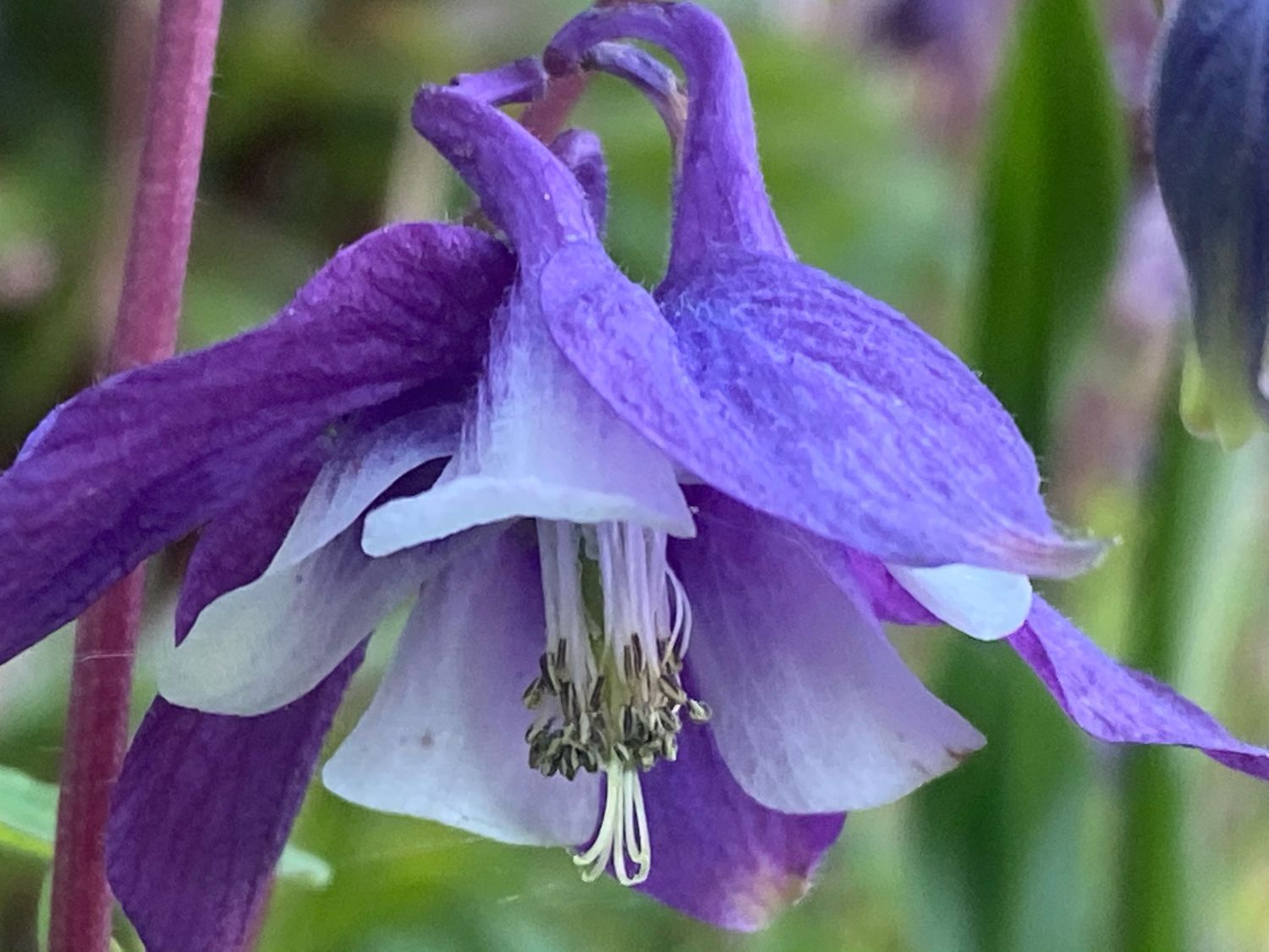 Aquilegia coerulea - Blue Rocky Mountain Columbine