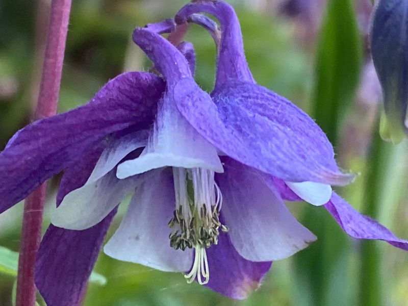 Aquilegia coerulea - Blue Rocky Mountain Columbine