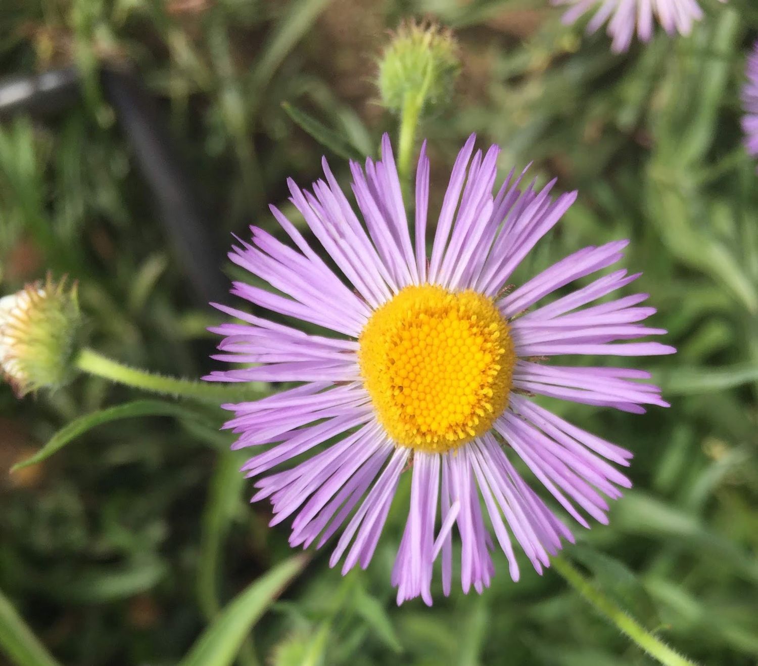 Erigeron philadelphicus - Philadelphia Fleabane