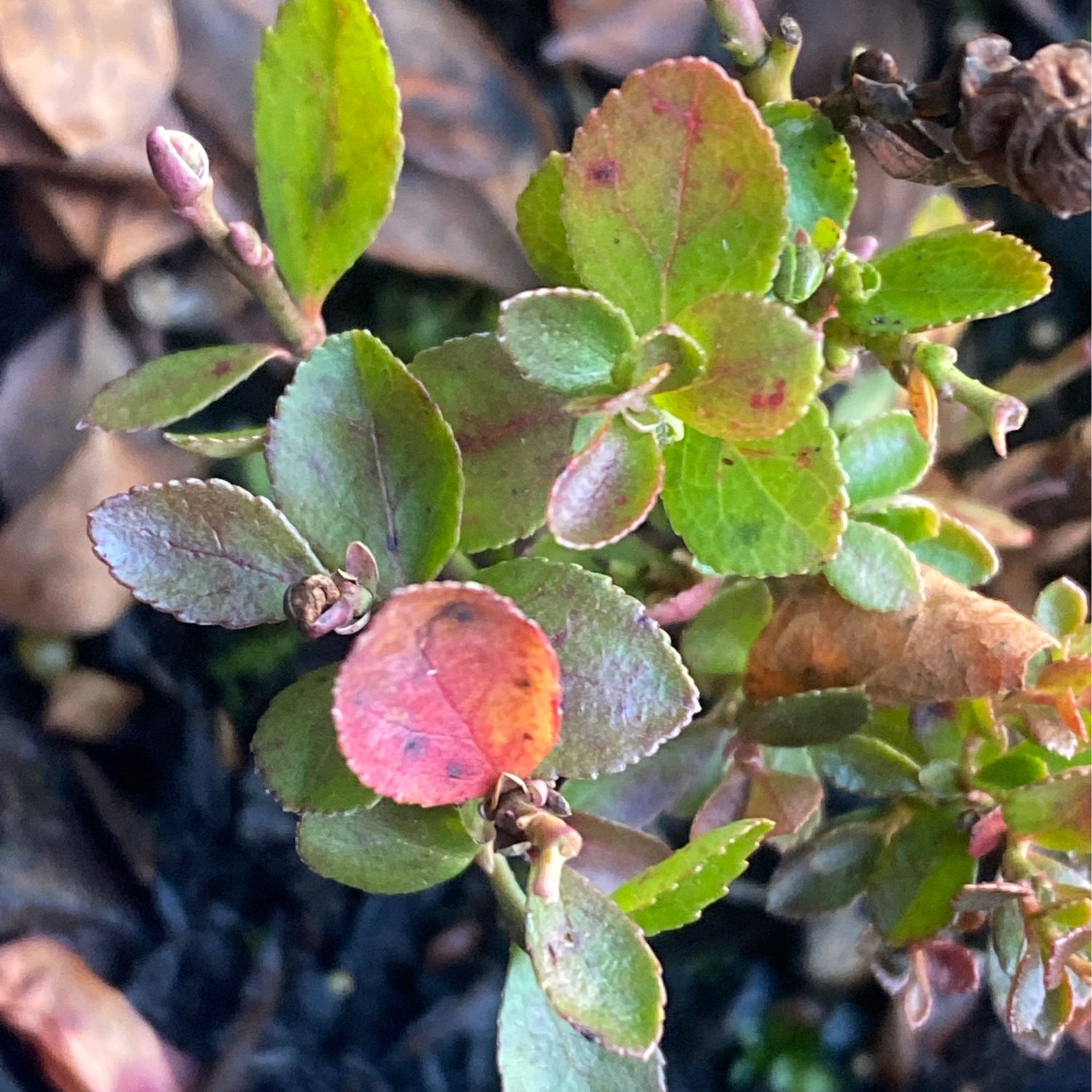 Vaccinium deliciosum - Cascade Huckleberry