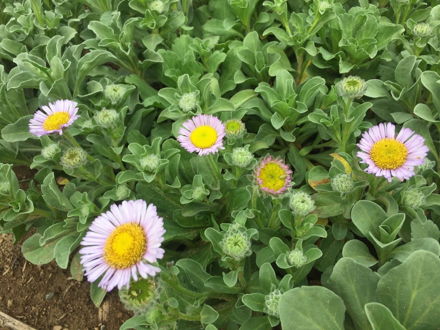 Erigeron glaucus - Seaside Daisy
