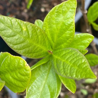 Calycanthus occidentalis - Western Spice Bush