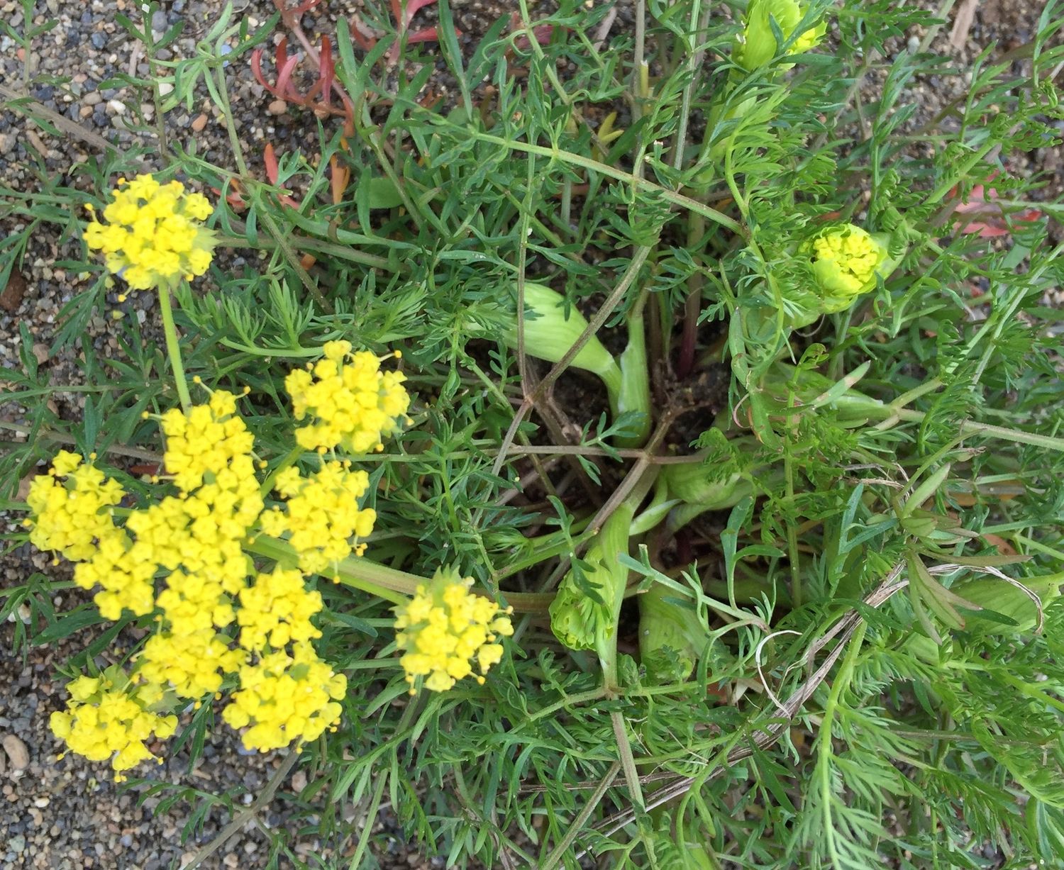 Lomatium utriculatum - Spring Gold, Common Biscuit-root