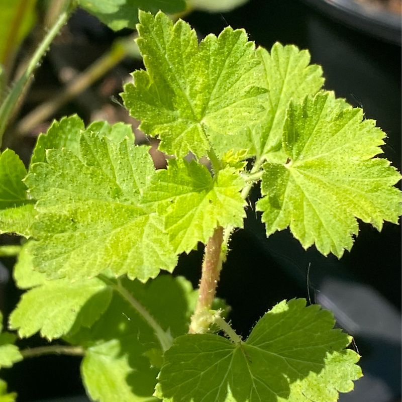 Ribes inerme - Whitestem Gooseberry