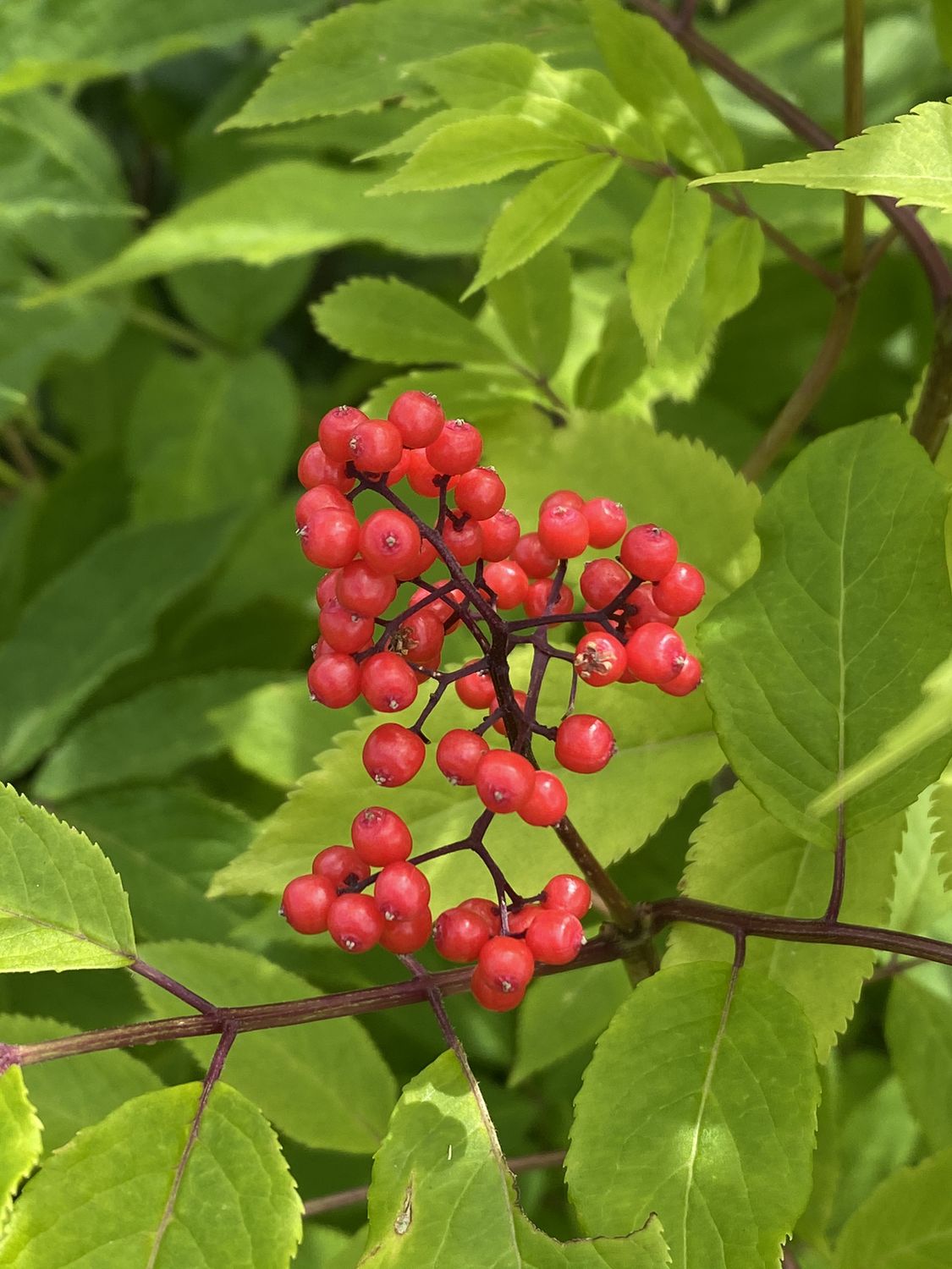 Sambucus racemosa - Red Elderberry