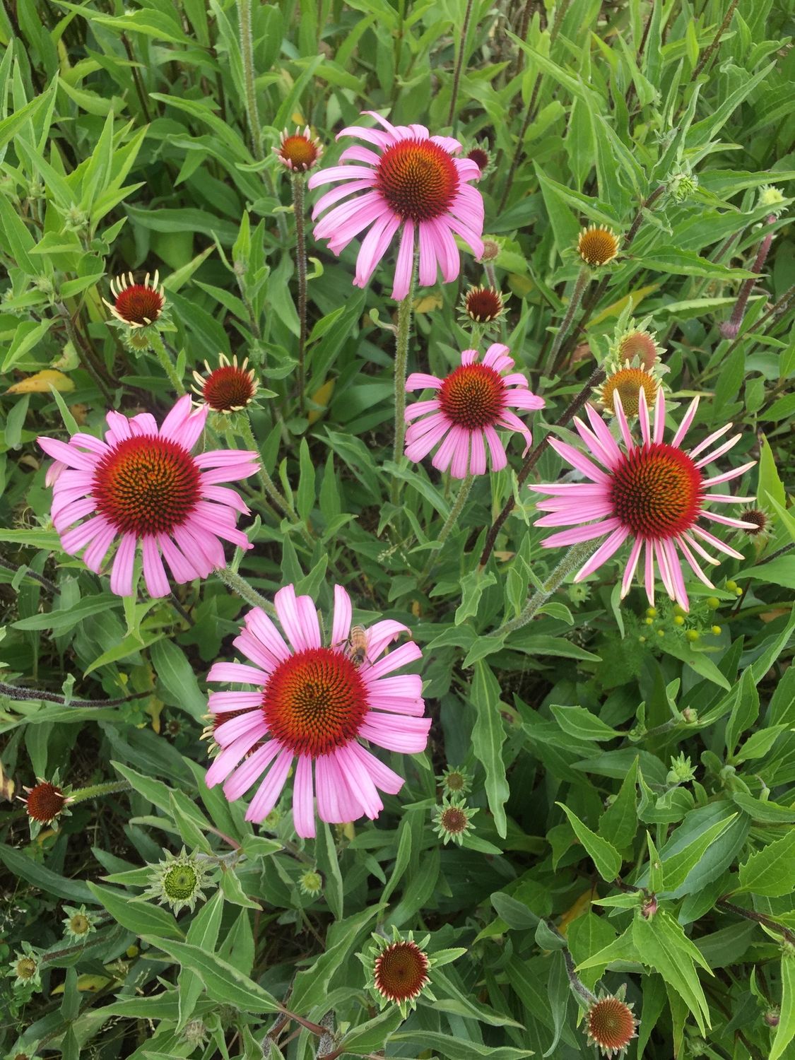 Echinacea purpurea - Purple Coneflower