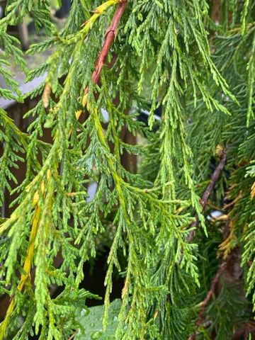 Callitropsis (Cupressus) nootkatensis - Alaskan Yellow Cedar