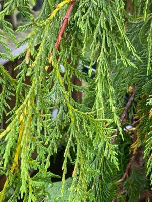 Callitropsis (Cupressus) nootkatensis - Alaskan Yellow Cedar
