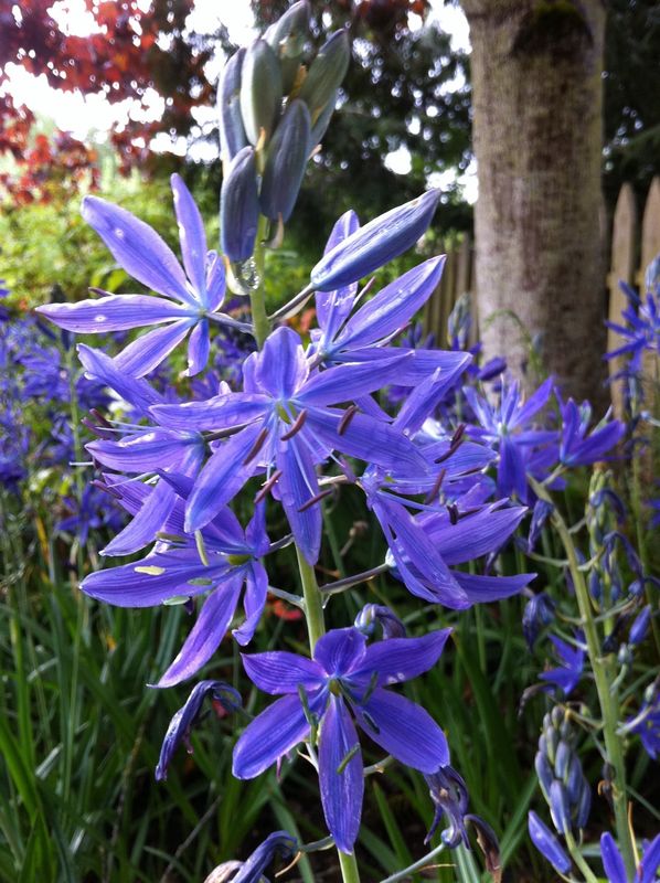 Camassia leichtlinii ssp. suksdorfii - Great Camas